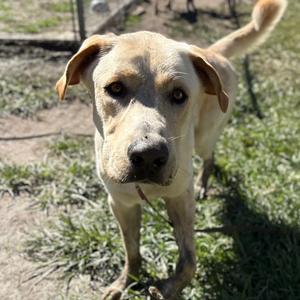 Daemond, Retriever, Labrador, young, available for adoption