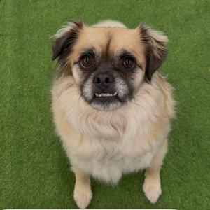 A fluffy, light brown dog with a black muzzle and expressive eyes, sitting on a green artificial turf background.