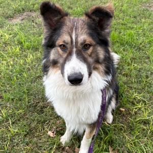 Ben Kenobi, Collie, Rough, adult, available for adoption