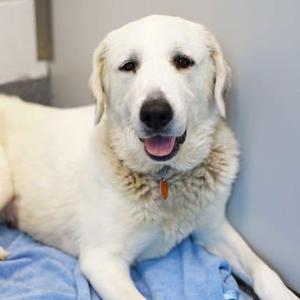 A white dog with a fluffy coat lying on a blue blanket, looking at the camera with a happy expression.