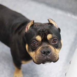 Bear, English Bulldog / Mixed Breed, adult, available for adoption