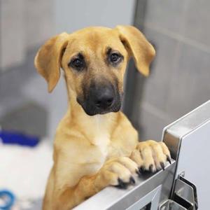 Chocolate, Mixed Breed, puppy, available for adoption