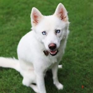 Abby, Husky / Mixed Breed, adult, available for adoption