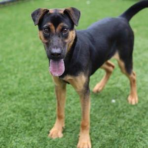 A black and tan dog standing on grass with its tongue out