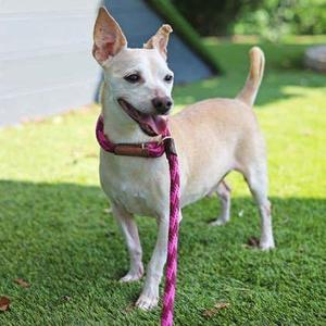 Bruno, Chihuahua / Mixed Breed, senior, available for adoption