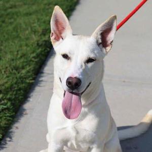 Charleston, German Shepherd Dog / Mixed Breed, puppy, available for adoption