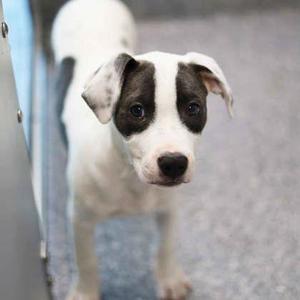 A white dog with black patches on its face and ears, standing on a gray floor.