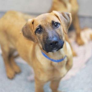 A brown puppy with a blue collar looking up at the camera.