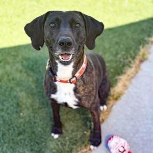 Frazier, Plott Hound / Mixed Breed, adult, available for adoption