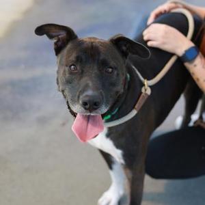 Danny, Mixed Breed, adult, available for adoption
