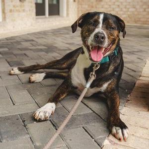 A brown and white dog with a green collar lying on a brick sidewalk.