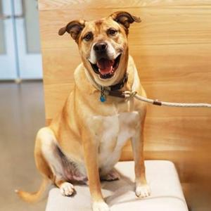 a happy dog sitting on a white cushion