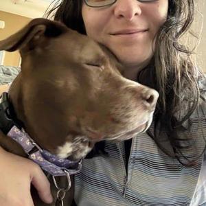 Coco, Labrador Retriever / Mixed Breed, senior, available for adoption