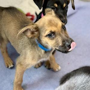 Ash, Shepherd / Mixed Breed, puppy, available for adoption