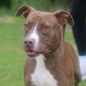 A brown and white dog with floppy ears standing on grass.