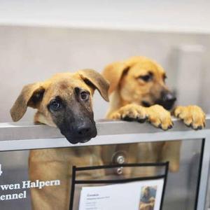 Cookie, Mixed Breed, puppy, available for adoption