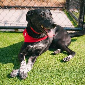 Baxter, Border Collie / Mixed Breed, adult, available for adoption