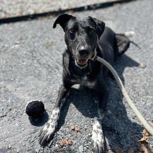 Baxter, Border Collie / Mixed Breed, adult, available for adoption