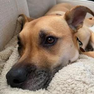 Dunkin, Shepherd / Boxer, adult, available for adoption