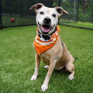 Ambree, Labrador Retriever / Mixed Breed, senior, available for adoption