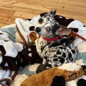 Betty, Chihuahua / Mixed Breed, adult, available for adoption