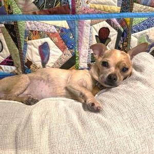 Bandit, Chihuahua / Mixed Breed, senior, available for adoption