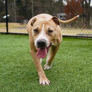 Drogo, Mixed Breed, senior, available for adoption