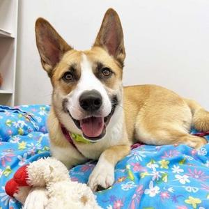 Arthur, Husky / Mixed Breed, adult, available for adoption