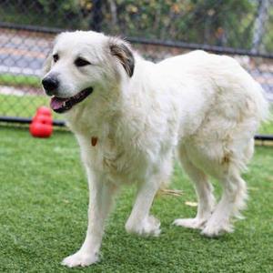 Genevieve, Great Pyrenees / Mixed Breed, adult, available for adoption