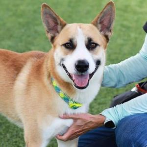 Arthur, Husky / Mixed Breed, adult, available for adoption