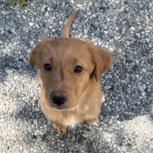 A golden puppy with big eyes and a curious expression, sitting on a gravel surface.