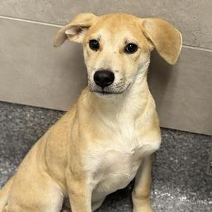 A light-colored puppy with floppy ears sitting on a tiled floor.