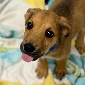 Butterscotch, Shepherd / Mixed Breed, puppy, available for adoption