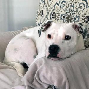 A white dog with black spots is lying on a couch, resting its head on a blanket. The dog has a black nose and dark eyes, and it appears to be looking directly at the camera. The background includes a patterned pillow and a soft, light-colored blanket.