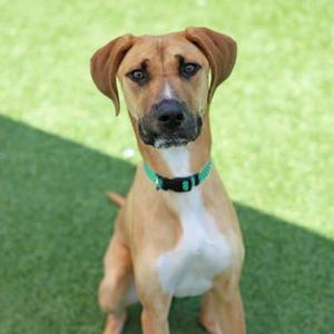 A brown and white dog with floppy ears wearing a green collar, sitting on a green artificial turf surface.