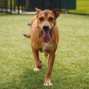 A brown dog with a black nose and floppy ears is running on a green grassy field. Its tongue is out, and it appears to be happy and energetic. The background shows a fence and some greenery.