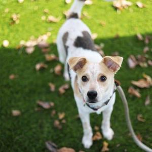 Camille, Mixed Breed, young, available for adoption