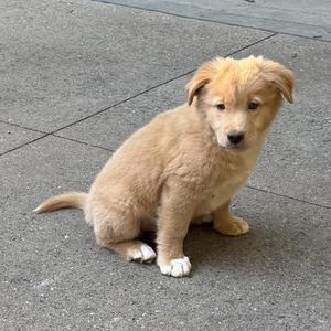 A small, light brown puppy with white paws sitting on a concrete surface.