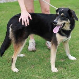 Cappucino (Cappi), German Shepherd Dog / Mixed Breed, adult, available for adoption