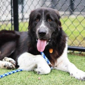 Gallagher, Great Pyrenees / Mixed Breed, adult, available for adoption
