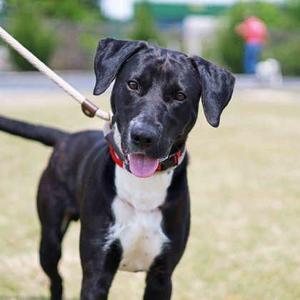 Joe, Labrador Retriever / Mixed Breed, adult, available for adoption