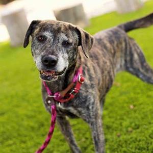 Layla, Mixed Breed, adult, available for adoption