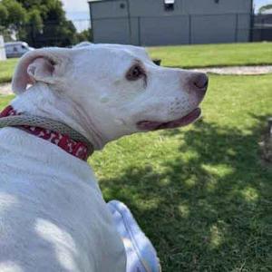 A white dog with a red collar is sitting on a grassy field, looking to the side.