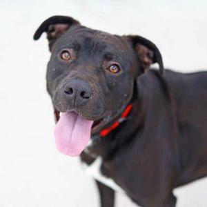 A black dog with a red collar, its tongue out, standing in the snow.