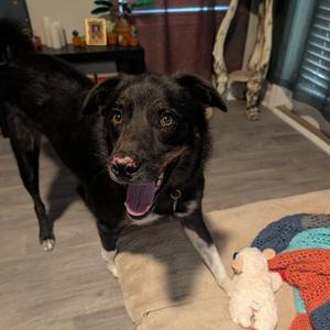 Apollo, Australian Shepherd / Mixed Breed, adult, available for adoption