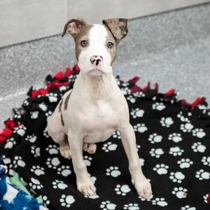 Aurora, Pit Bull Terrier / Mixed Breed, puppy, available for adoption