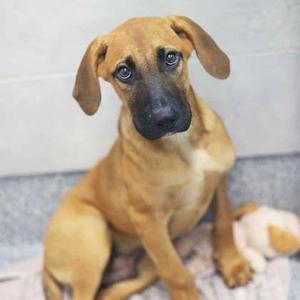 Chip, Mixed Breed, puppy, available for adoption