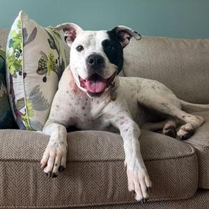 A white and black dog with a happy expression lying on a couch.