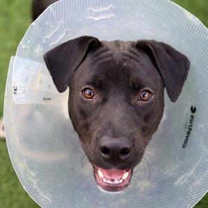 Auggie, Pit Bull Terrier / Mixed Breed, young, available for adoption
