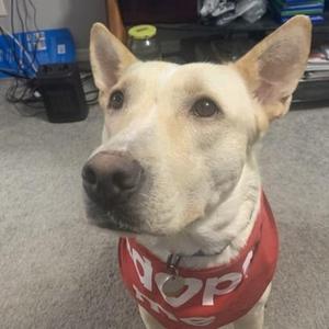 Eden, Shepherd / Mixed Breed, adult, available for adoption